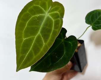 Anthurium Crystallinum x Forgetii  - Seed grown hybrid Velvet Anthurium - Aroid Plant