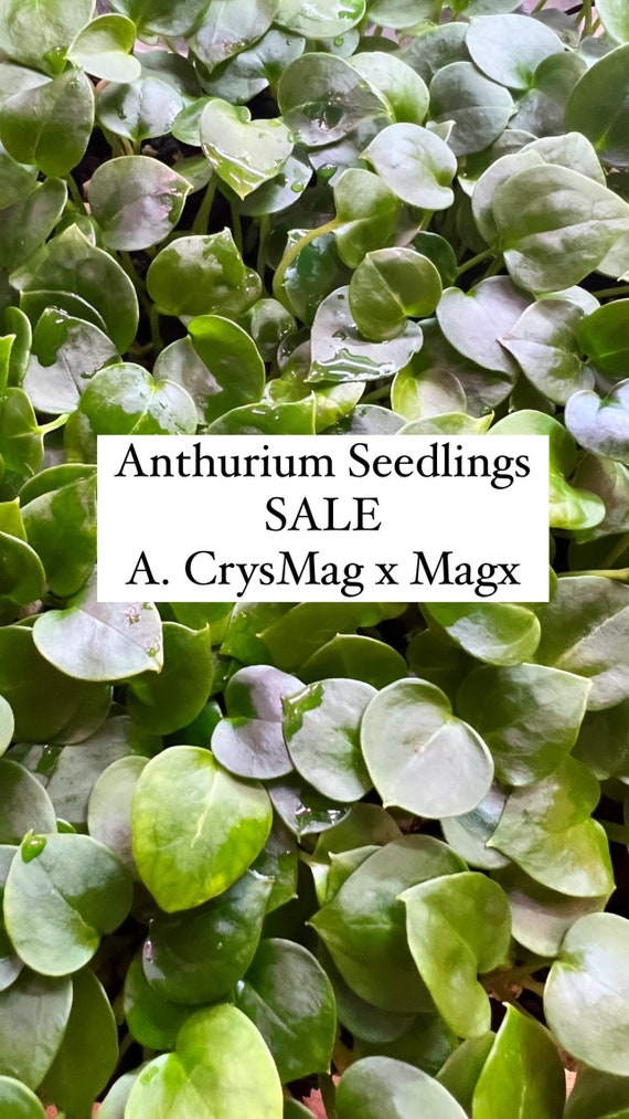 SALE 10 Anthurium Seedlings Bulk Crystallinum Magnificum X Etsy