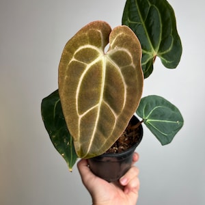 Anthurium Forgetii x Carlablackiae (Amanda) x Besseae aff seedling - seed grown hybrid- exact plant