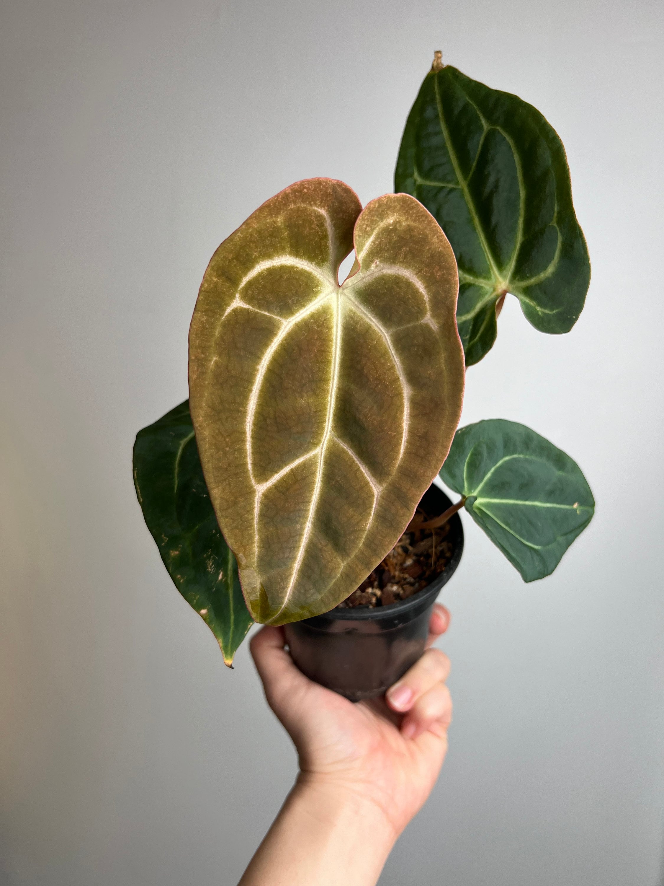 Anthurium Forgetii X Carlablackiae (amanda) X Besseae Aff