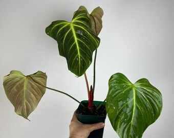 Philodendron 'El Choco Red' large - Aroid Plant