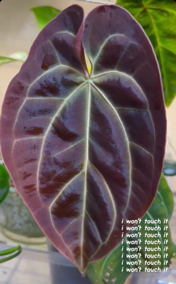 loveplants）青タグAnthurium carlablackiae Anthurium Carlablackiae