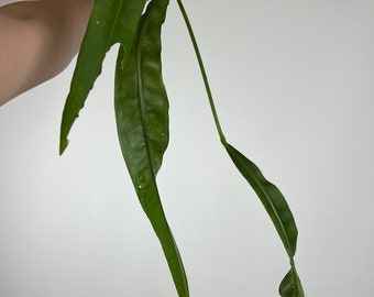 XL Anthurium sp. morona plant- Pendant Strap Anthurium