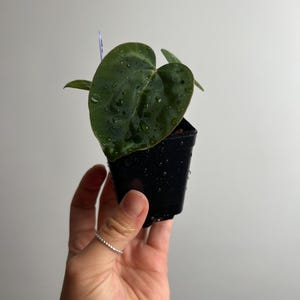 Anthurium Red Crystallinum x Carlablackiae x Dressleri Seedling - seed grown hybrid