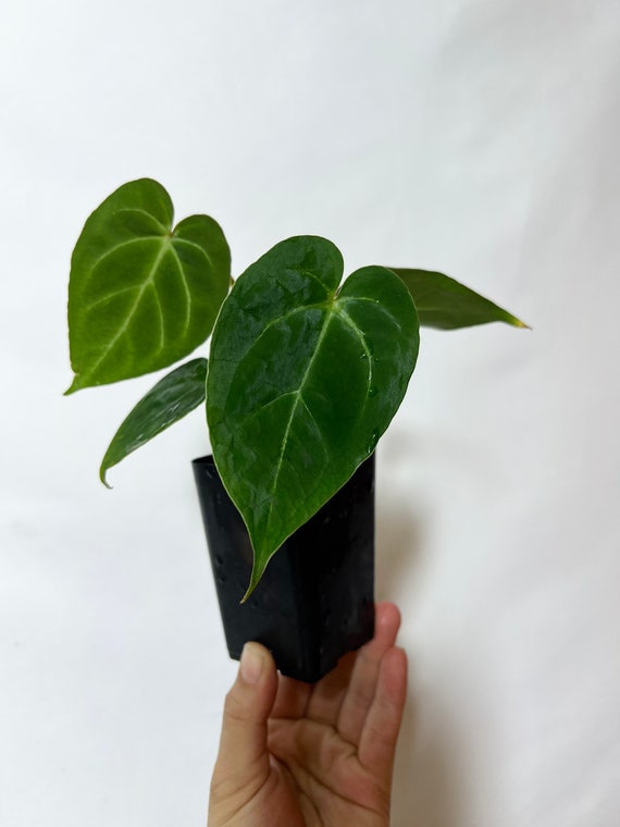 Anthurium Crystallinum X Papillilaminum - Seed Grown Hybrid Anthurium Crystallinum X Papillilaminum - Seed Grown Hybrid