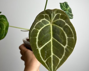 Anthurium Magnificumx x Ace of Spades - seed grown Velvet Hybrid