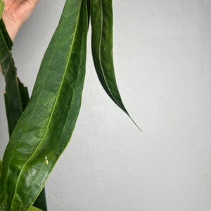 Anthurium Wendlingeri XL Strap leaf Seed Grown Established plant NSE image 4