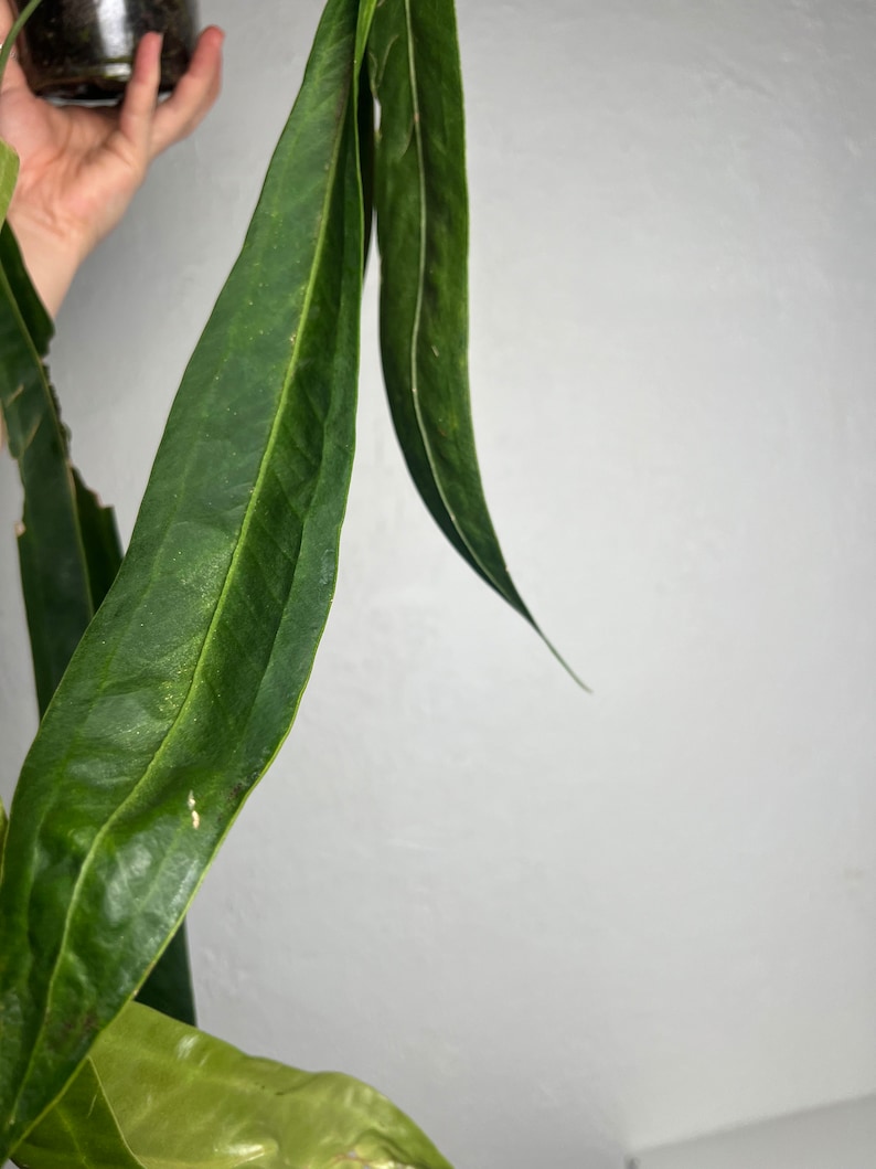 Anthurium Wendlingeri XL Strap leaf Seed Grown Established plant NSE image 4