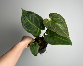 Anthurium Crysmag x Papx - Hybrid seedling