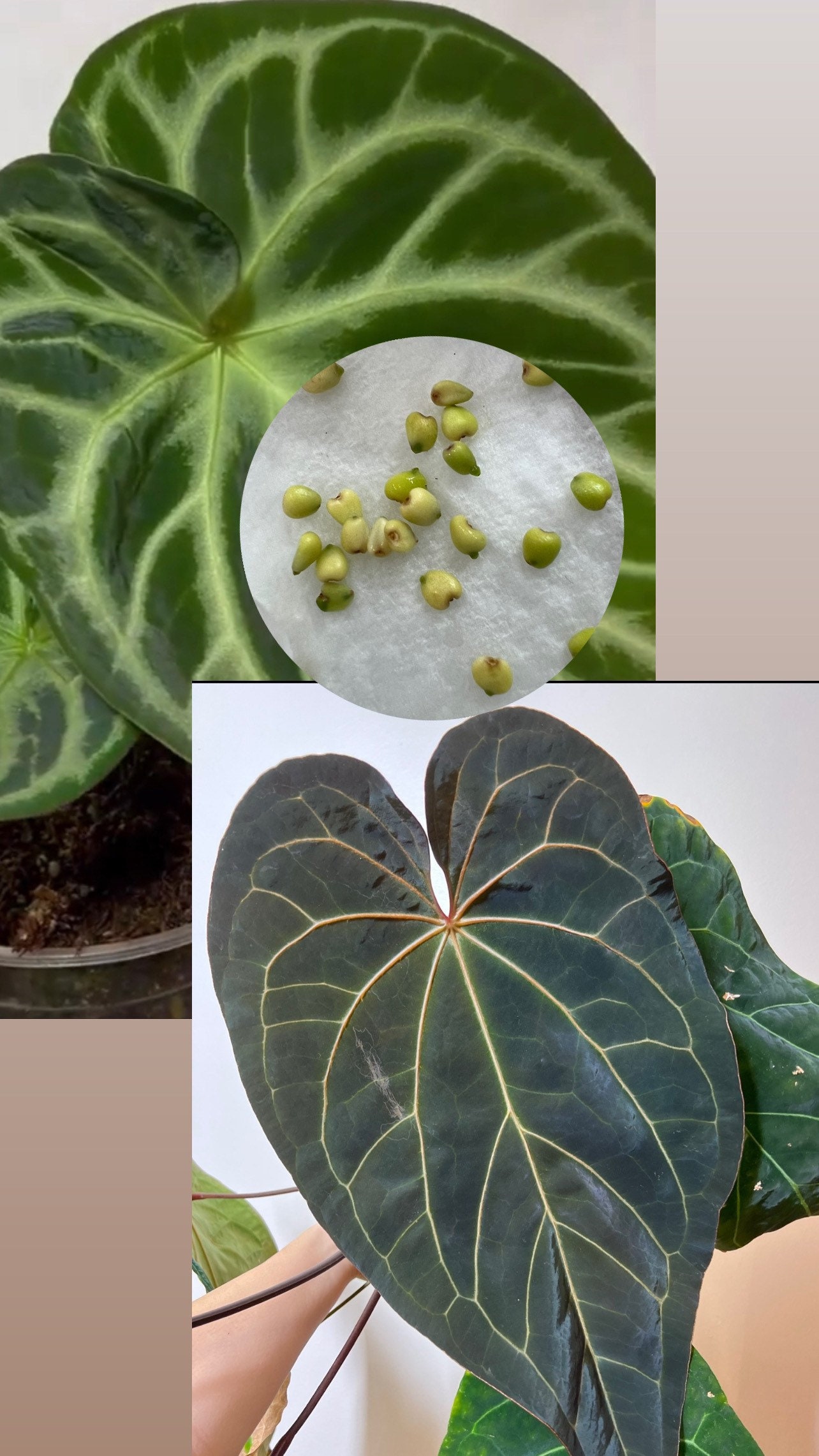 Anthurium Dorayaki X Ace of a Spades Small Seedling - Seed Grown