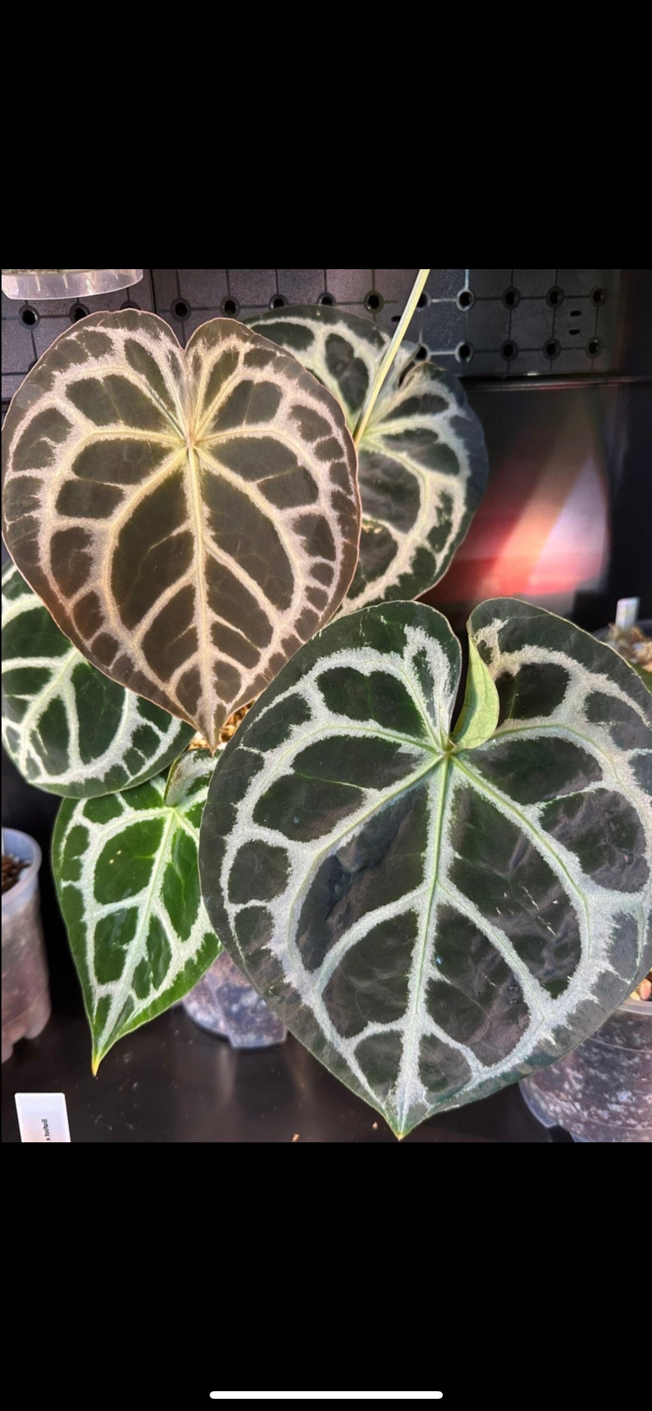 Anthurium Dorayaki X Forgetii Seedling - Hybrid Aroid