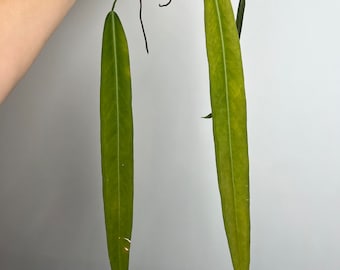 Anthurium Pallidiflorum  plant  - Pendant Strap Anthurium