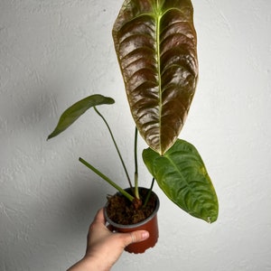 Anthurium Veitchii  - Aroid plant