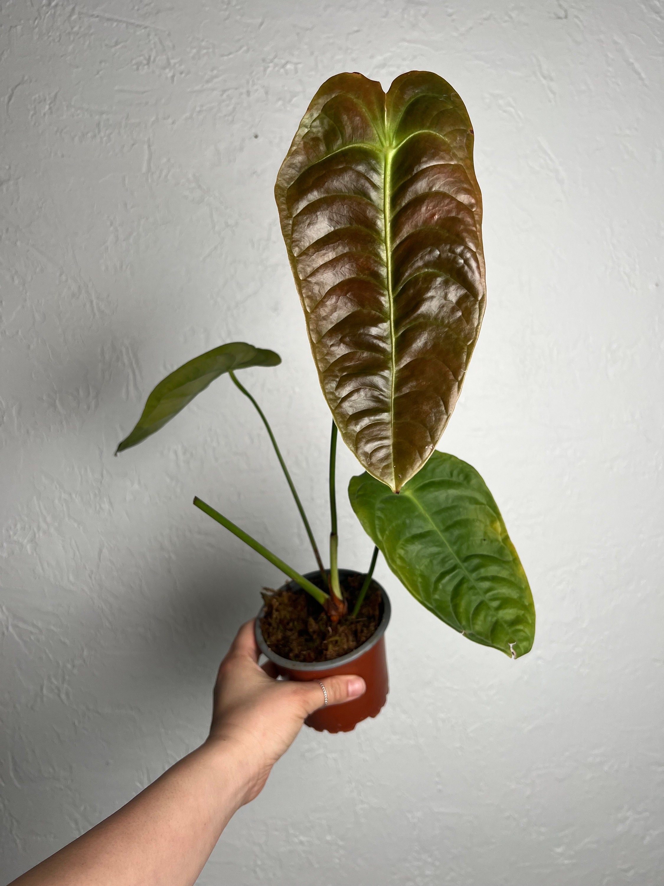 Anthurium dressleri - Etsy 日本 Anthurium dressleri - Etsy 日本