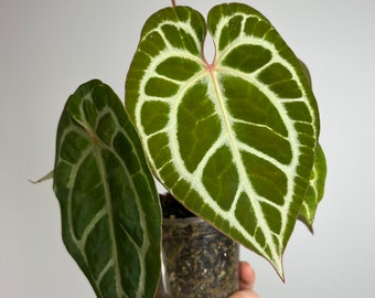 Anthurium Magx x Self -  Hybrid Velvet seedling