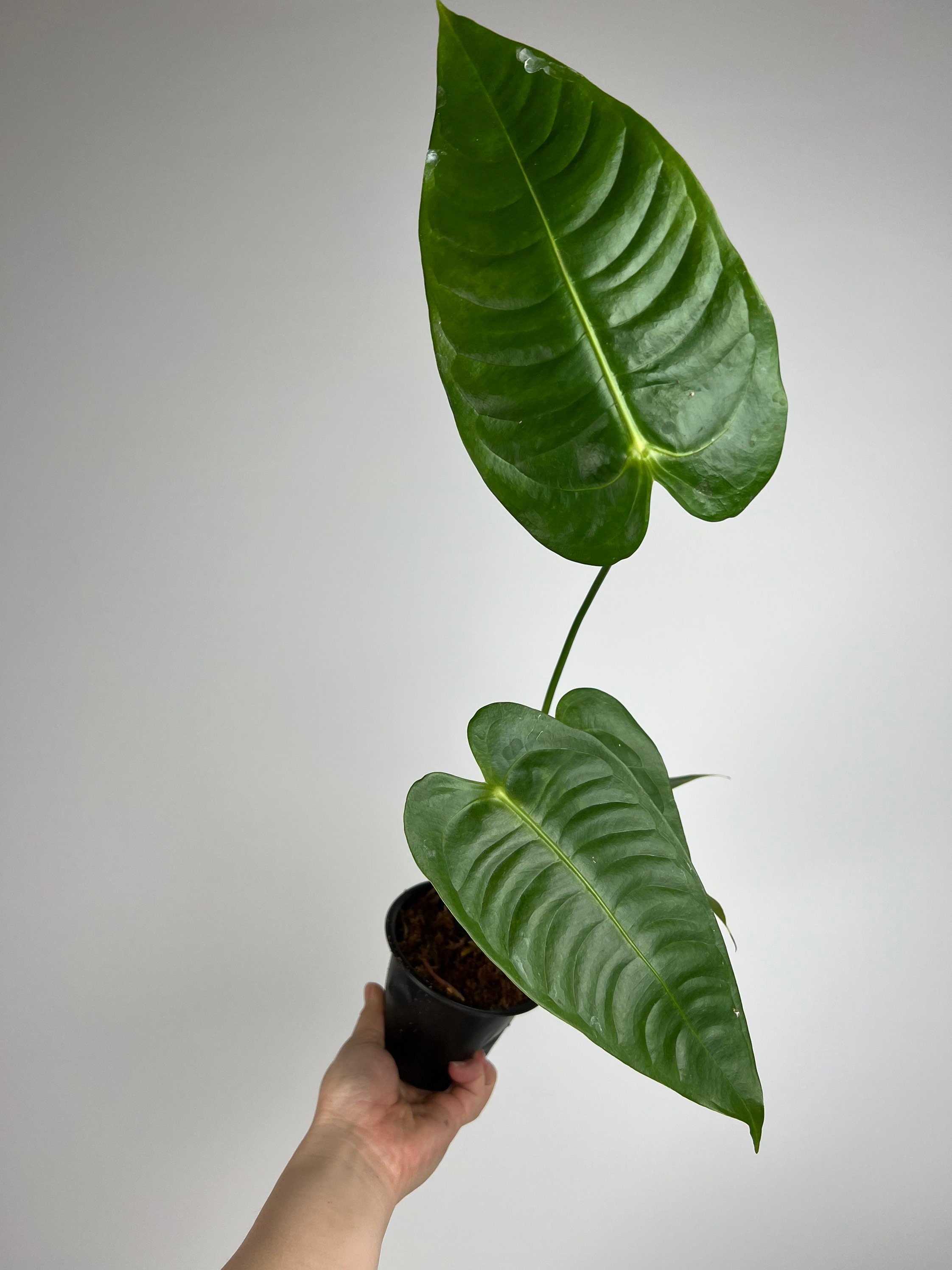 Anthurium Veitchii Ribbed Tropical Aroid plant