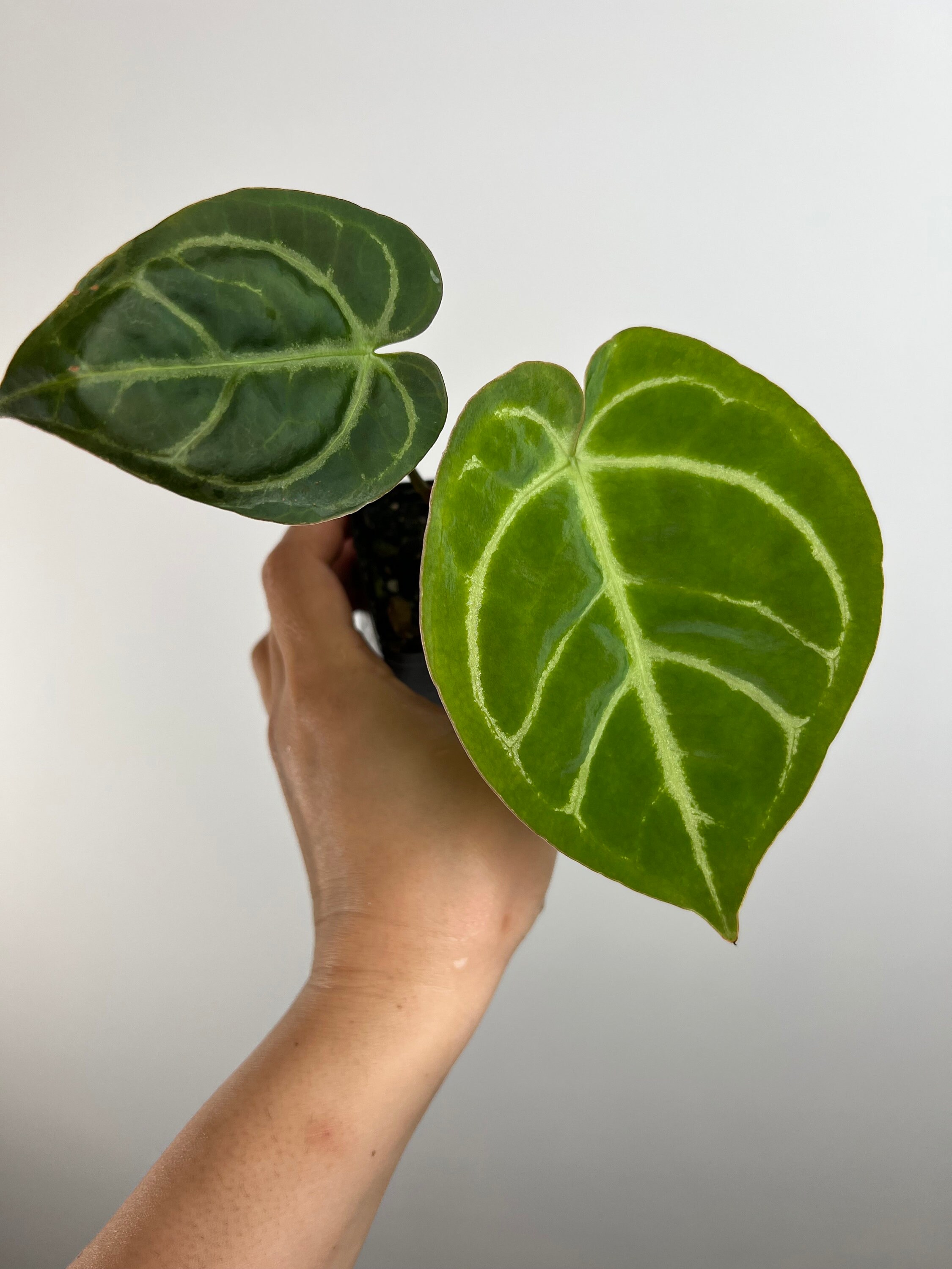 アンスリウム　ドラヤキ×エースオブスペード　3.5号 アンスリウム：ドラヤキ×エースオブスペード 3.5号ポット の通販