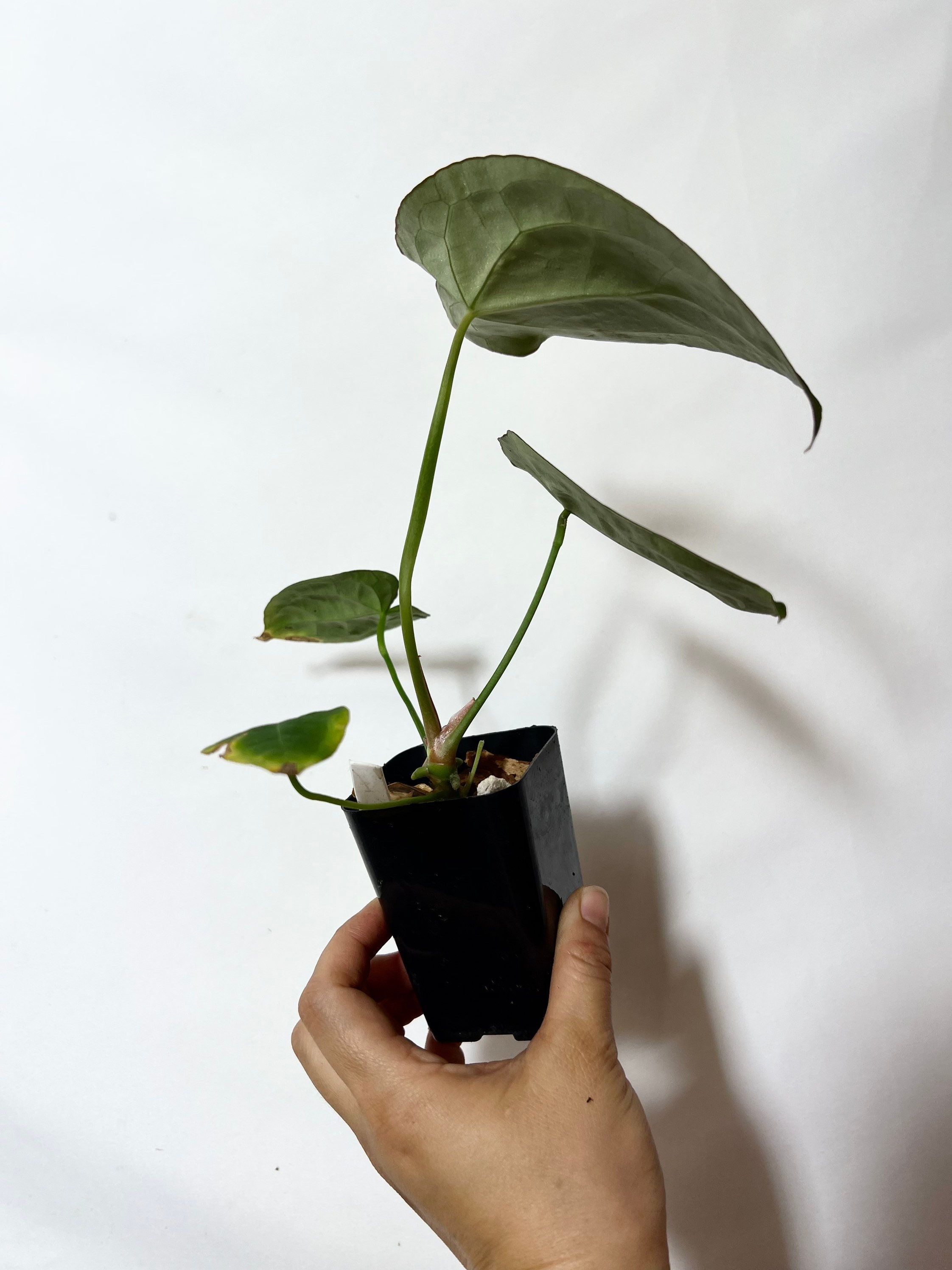 Anthurium Crystallinum X Forgetii - Seed Grown Hybrid Velvet Anthurium Crystallinum X Forgetii - Seed Grown Hybrid Velvet