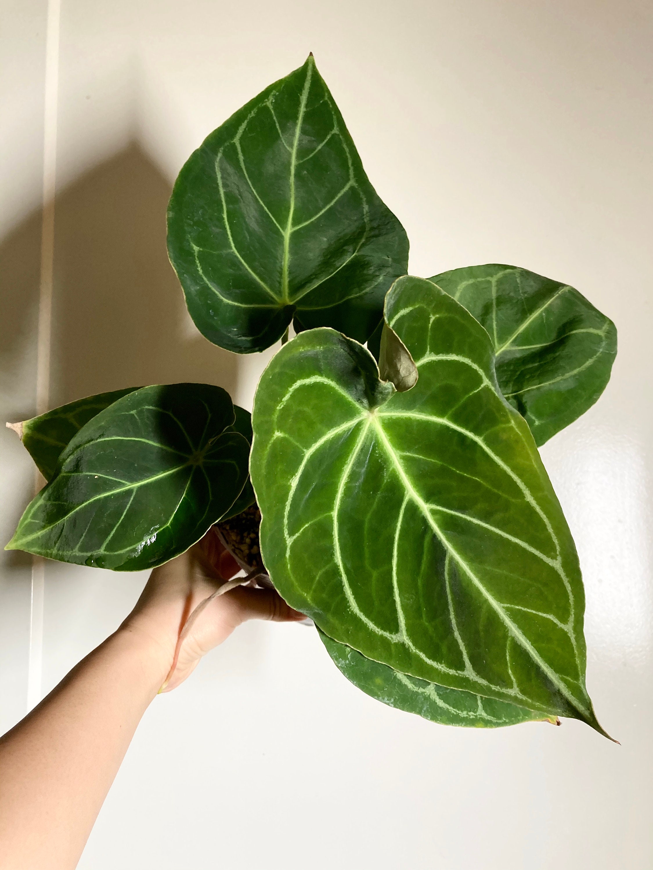 Anthurium Forgetii X Magnificum Hybrid - Velvet Anthurium - Large Aroid  Plant - Etsy