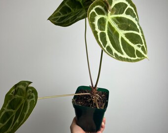 その他観葉植物 Anthurium dorayaki silver x forgetii Anthurium Dorayaki X Forgetii Seedling - Hybrid Aroid