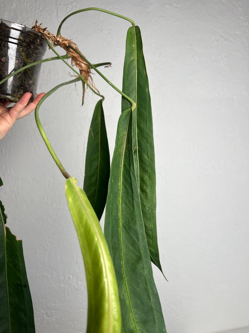 Anthurium Wendlingeri XL Strap leaf Seed Grown Established plant NSE image 2