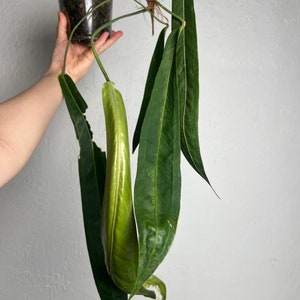 Anthurium Wendlingeri XL Strap leaf Seed Grown Established plant NSE image 1