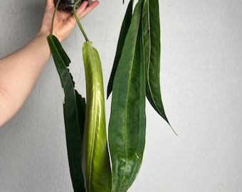 Anthurium Wendlingeri XL- Strap leaf Seed Grown - Established plant NSE