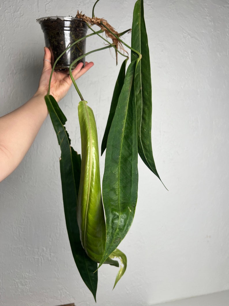 Anthurium Wendlingeri XL Strap leaf Seed Grown Established plant NSE image 1