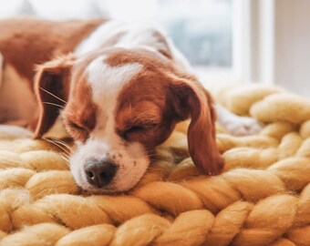 Gifts for pets and pet lovers