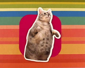 Chonky Cat Sticker, Vinyl Sticker, Fat Cat Sticker, Laptop Decal, Animal Stickers, MacBook Decals, Cute Cat Stickers