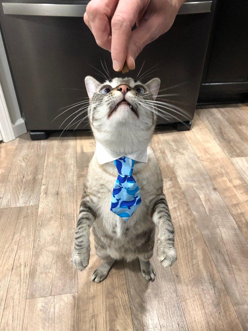 Cat Neck Ties Adult Cat Ties Patterned Cat Neck Ties Cat Etsy