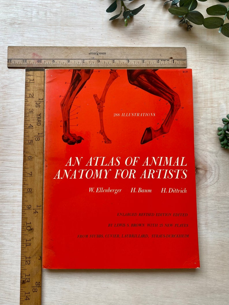 Vintage Animal Anatomy Book an Atlas of Animal Anatomy for Etsy