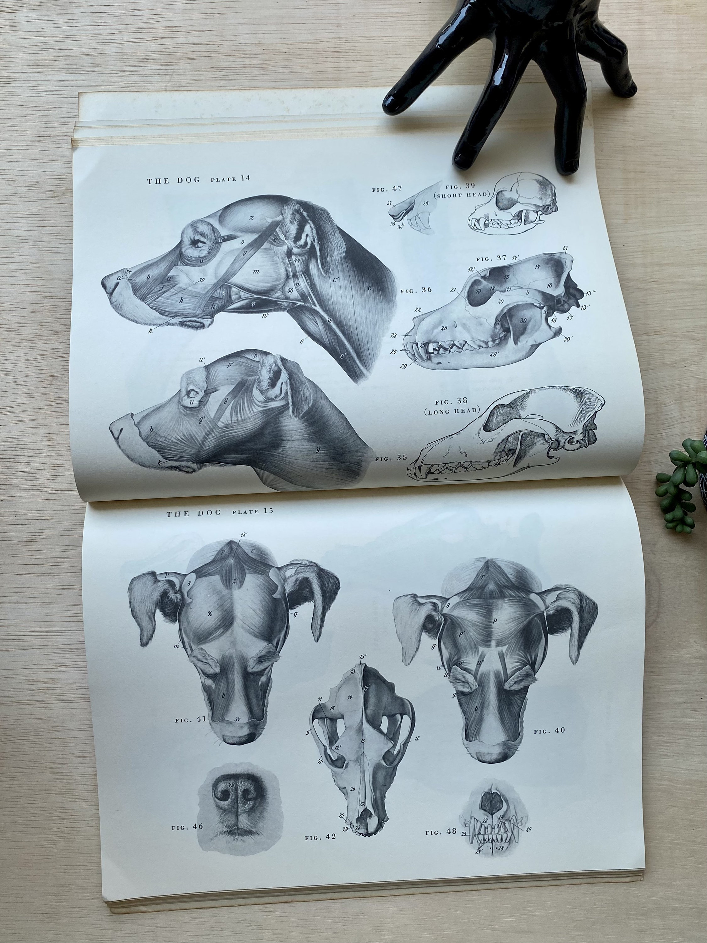 Vintage Animal Anatomy Book an Atlas of Animal Anatomy for Etsy