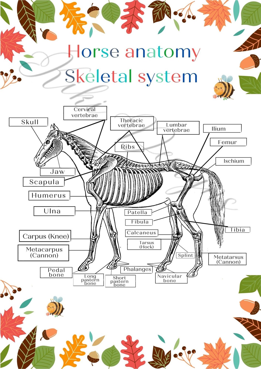 Horse / Pony Skeletal Worksheet , Hoof Anatomy Worksheet , Sole of Hoof