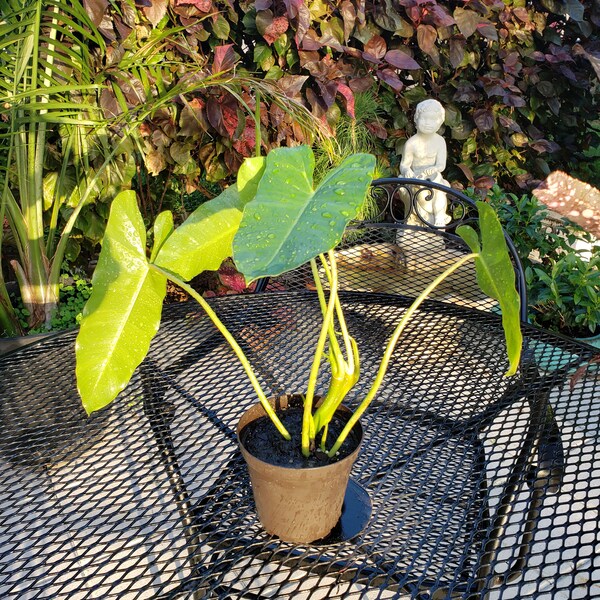 Burle Marx Philodendron