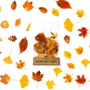 May include: A sheet of autumn leaves stickers in a clear plastic bag. The stickers are various shades of yellow, orange, and red. The bag is labeled "Autumn Leaves Stickers" with a brown background and white text.