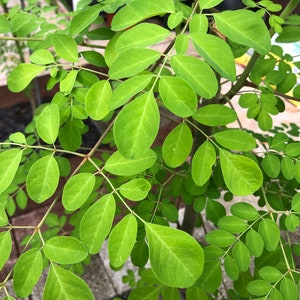 Puede incluir: Primer plano de un &aacute;rbol de moringa con hojas de color verde vibrante. Las hojas est&aacute;n dispuestas en racimos a lo largo de las ramas, creando una apariencia exuberante y texturizada.