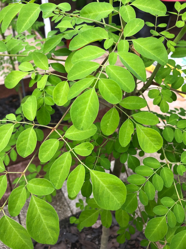 Puede incluir: Primer plano de un &aacute;rbol de moringa con hojas de color verde vibrante. Las hojas est&aacute;n dispuestas en racimos a lo largo de las ramas, creando una apariencia exuberante y texturizada.
