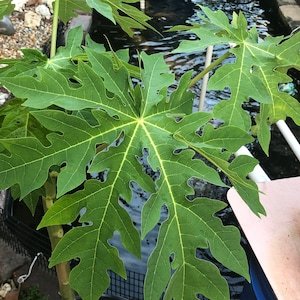 Puede incluir: Primer plano de una gran hoja de papaya verde con un borde profundamente lobulado y dentado. La hoja crece cerca de un cuerpo de agua.