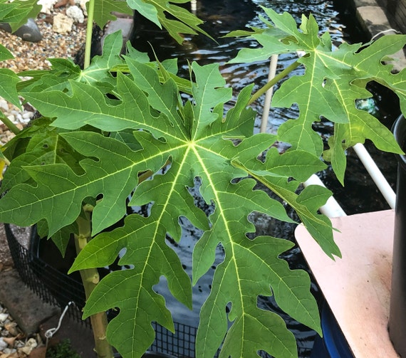 Organic Fresh Papaya Leaves Etsy