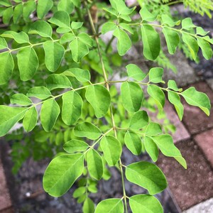 Puede incluir: Primer plano de una planta de moringa verde con hojas dispuestas en racimos a lo largo de las ramas.
