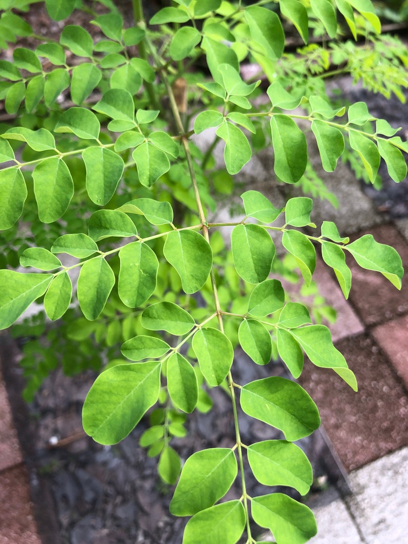 Puede incluir: Primer plano de una planta de moringa verde con hojas dispuestas en racimos a lo largo de las ramas.