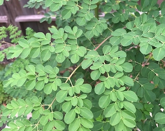 Organic Fresh Moringa Leaves