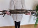 Nut branch 16-28-42 inches/ Tree branches/ Macrame Sticks/ Driftwood Dowels/ Wall Hanging Art Supplies/ 