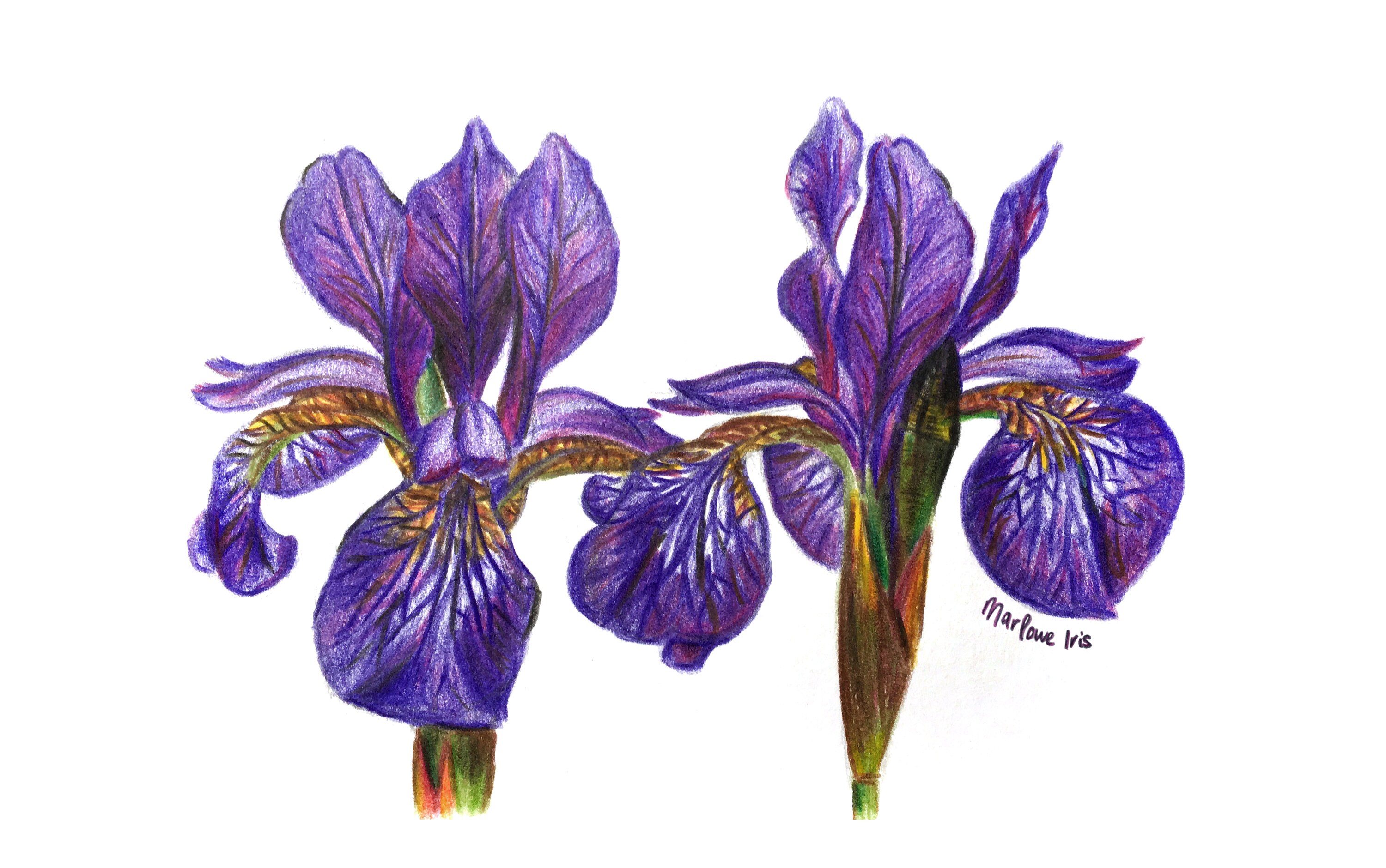 Iris Flower Illustration Print A5 Size Etsy