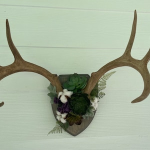 Succulents and Cotton Deer Antlers