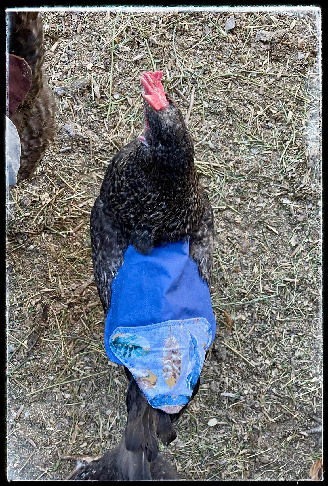 Best quality Hen saddle with tail protection Etsy