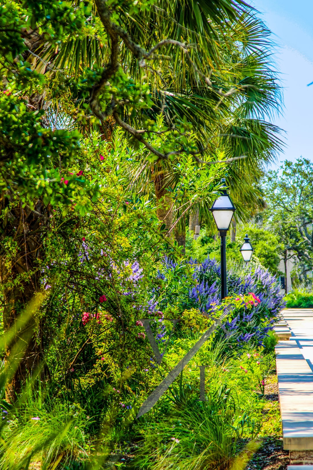 Colonial Lake Greenery Charleston SC Etsy