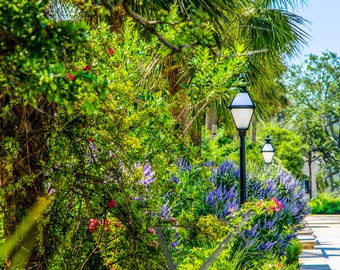 Colonial Lake Greenery - Charleston, Carolina del Sur
