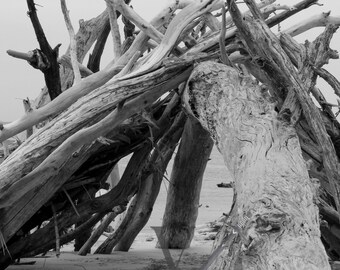 Folly Beach Drift Wood